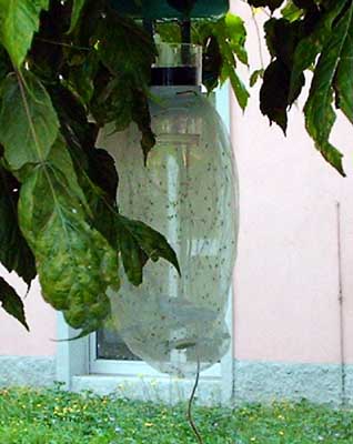 Rayan Trap Dettaglio